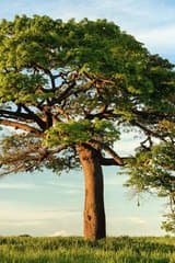 Rể Quý Trời Cho (Dịch) audio mới nhất